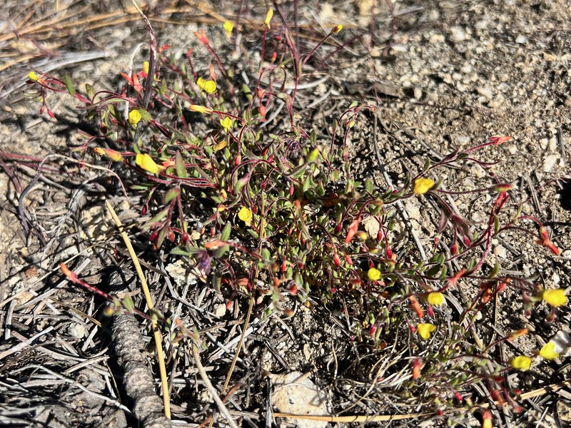 Camissonia sierrae subsp. alticola photo 7