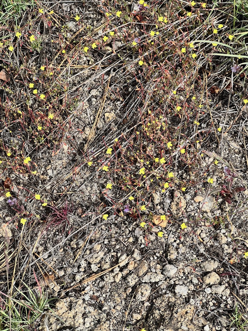Camissonia sierrae subsp. alticola photo 8