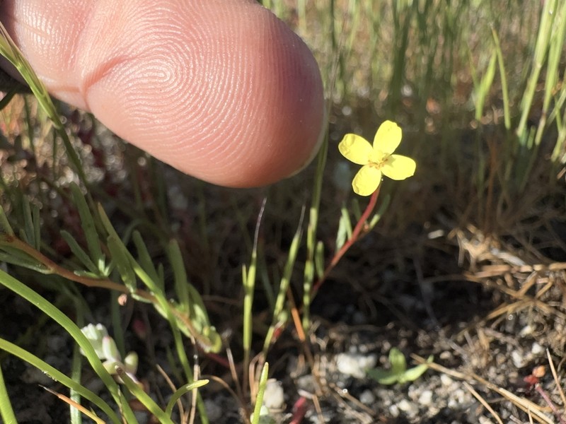 Camissonia sierrae subsp. sierrae