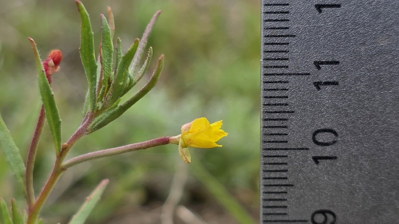 Camissonia sierrae subsp. sierrae photo 2