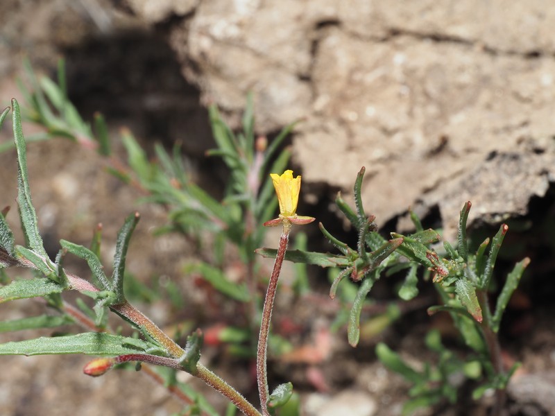 Camissonia sierrae subsp. sierrae photo 3