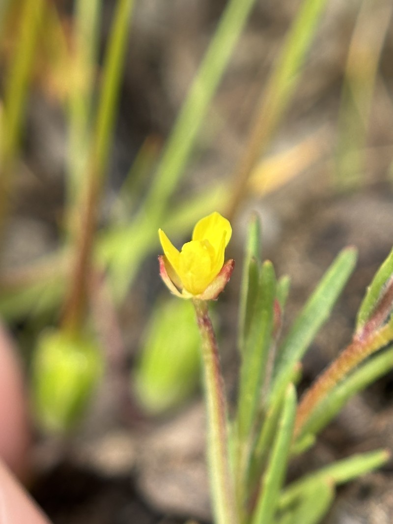 Camissonia sierrae subsp. sierrae photo 4