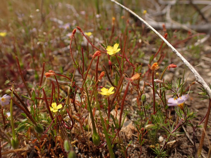 Camissonia sierrae subsp. sierrae photo 5