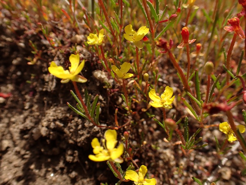 Camissonia sierrae subsp. sierrae photo 6