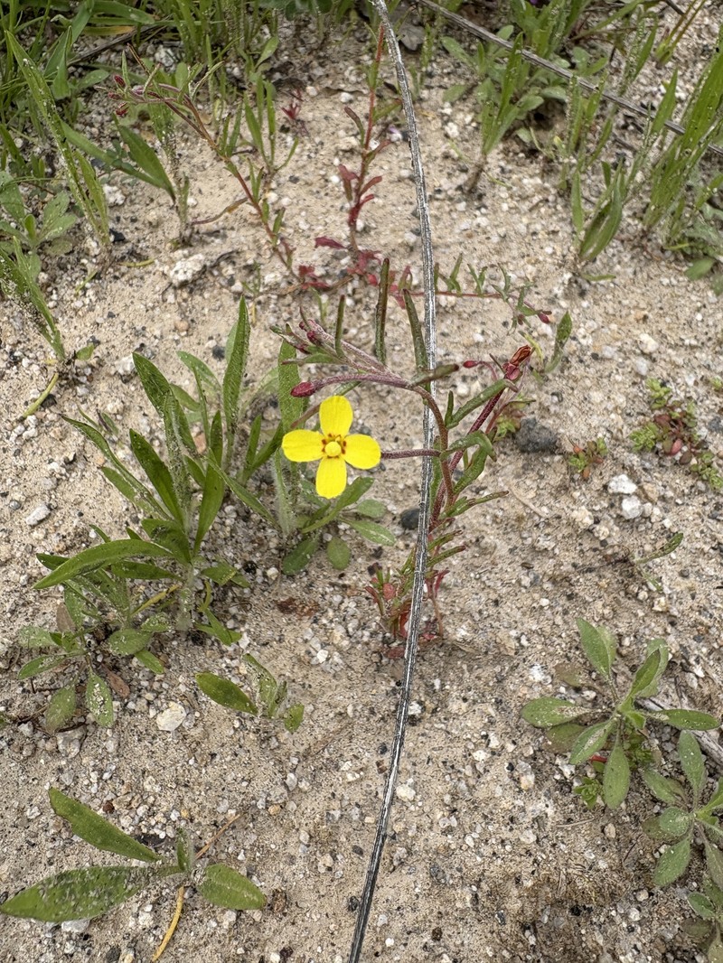Camissonia sierrae subsp. sierrae photo 7