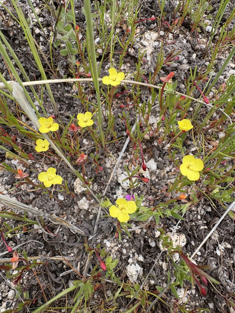 Camissonia sierrae subsp. sierrae photo 8