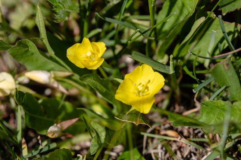 Diffuseflower Evening Primrose photo 2