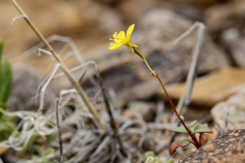 Diffuseflower Evening Primrose photo 4