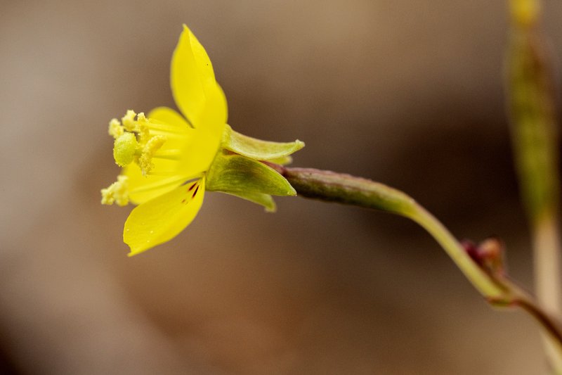 Diffuseflower Evening Primrose photo 5