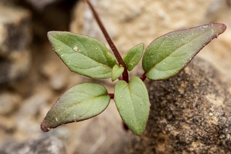 Diffuseflower Evening Primrose photo 6