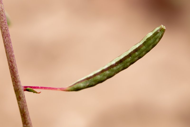 Diffuseflower Evening Primrose photo 7