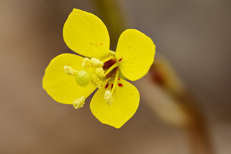 Diffuseflower Evening Primrose photo 8