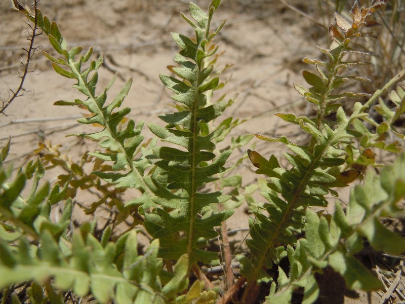 Tansyleaf Evening Primrose photo 2
