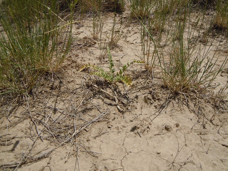 Tansyleaf Evening Primrose photo 3