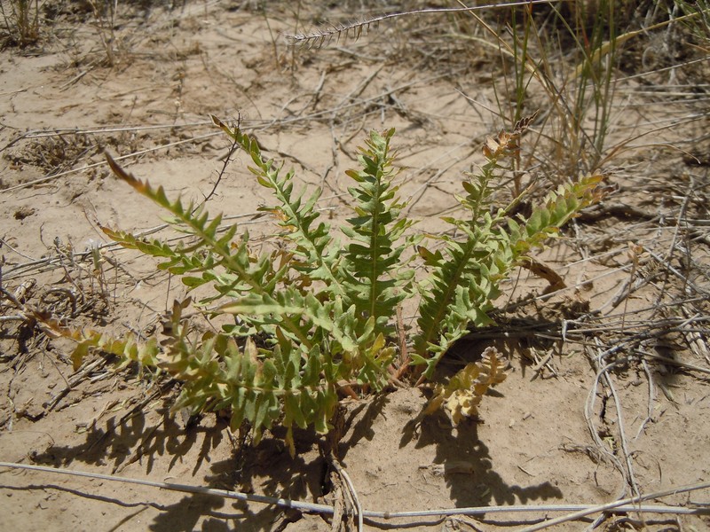Tansyleaf Evening Primrose photo 4