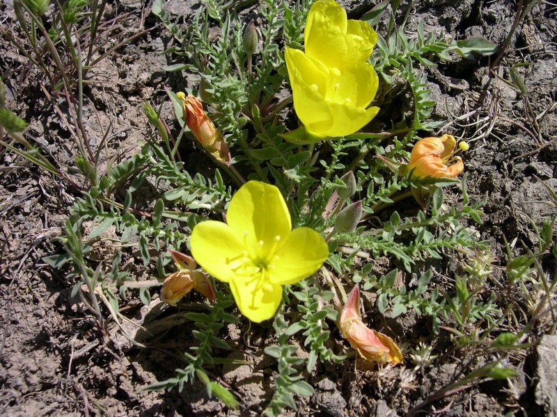 Tansyleaf Evening Primrose photo 5