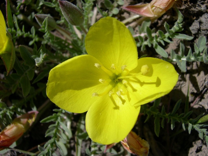 Tansyleaf Evening Primrose photo 6
