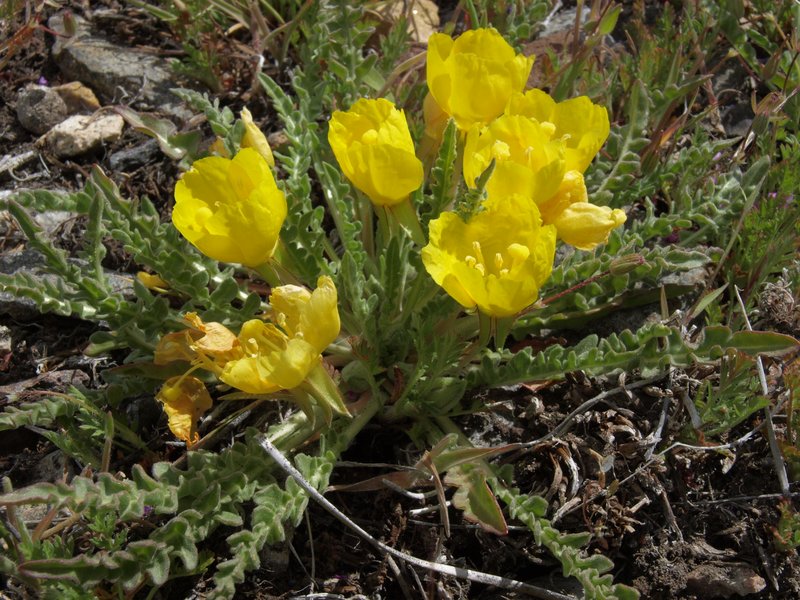 Tansyleaf Evening Primrose photo 7