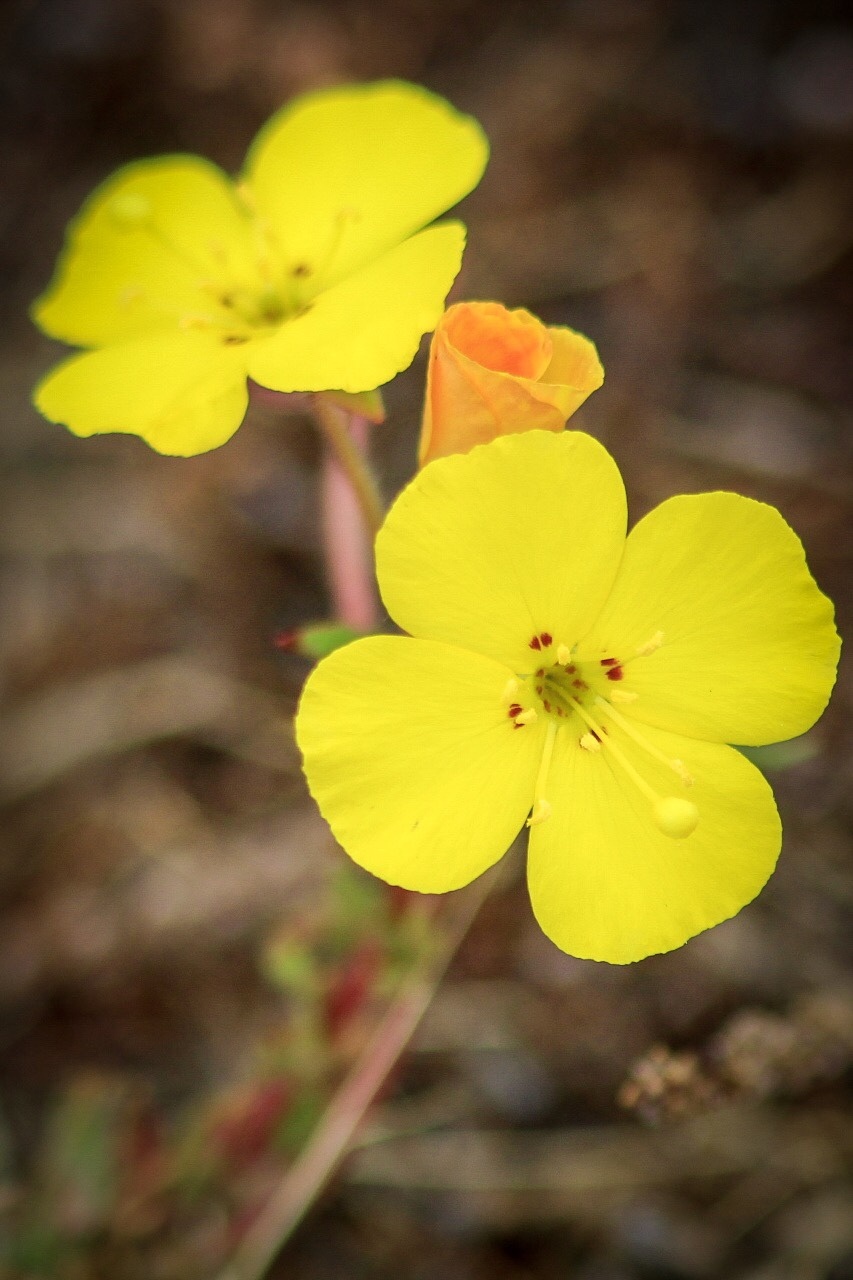 Southern Suncup
