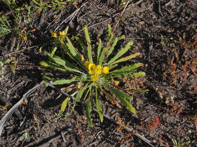Southern Suncup photo 4