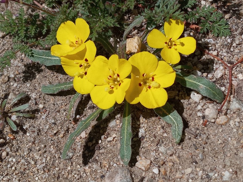 Southern Suncup photo 6