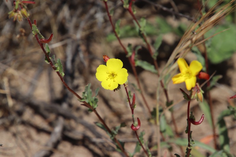 Southern Suncup photo 7