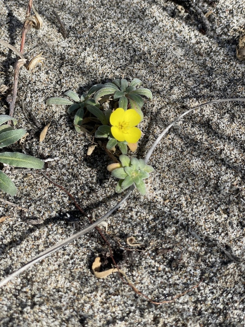 Beach Suncup photo 3