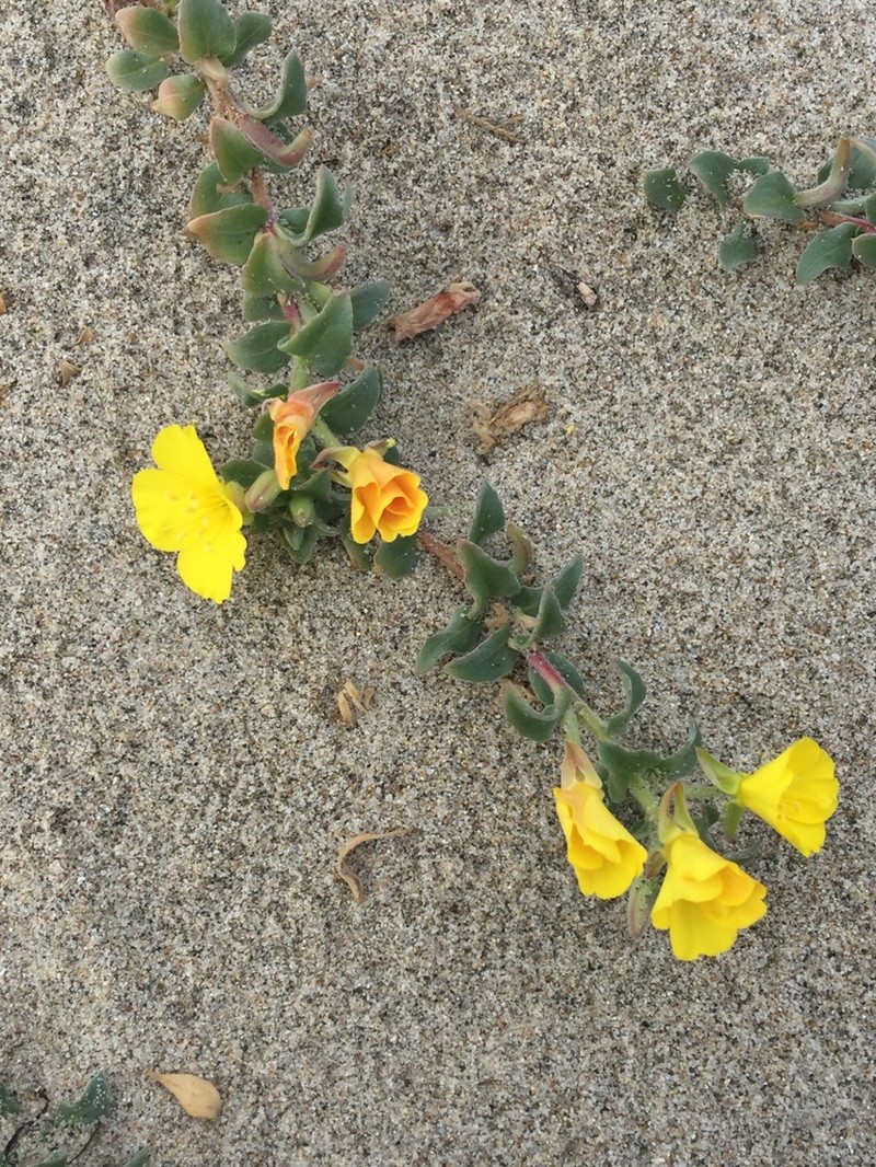 Beach Suncup photo 4