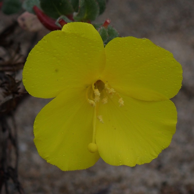 Beach Suncup photo 6