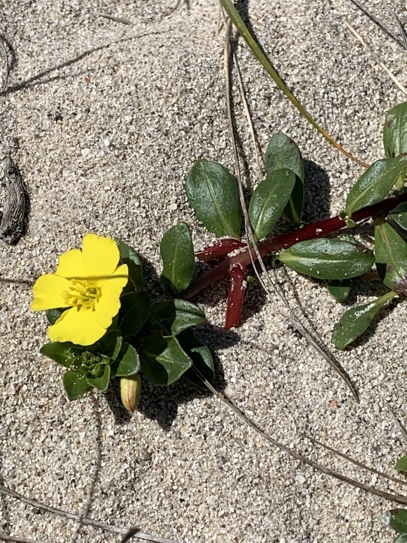 Beach Suncup photo 8