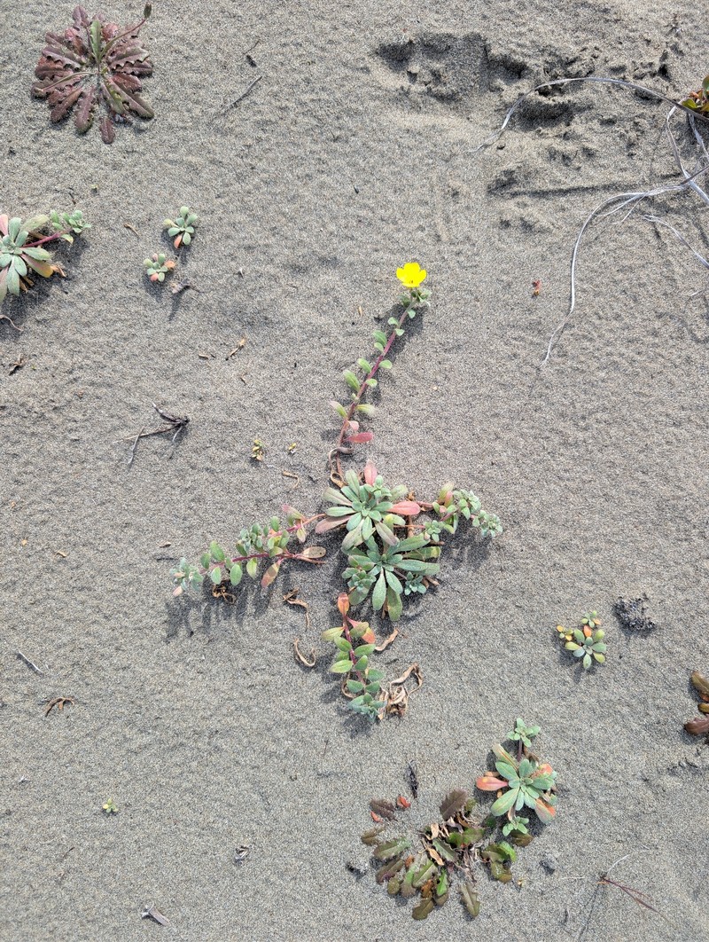 Camissoniopsis cheiranthifolia subsp. cheiranthifolia