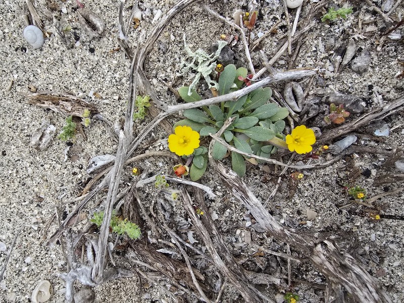 Camissoniopsis cheiranthifolia subsp. cheiranthifolia photo 2