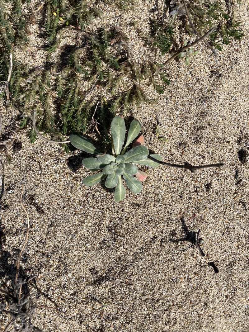 Camissoniopsis cheiranthifolia subsp. cheiranthifolia photo 3