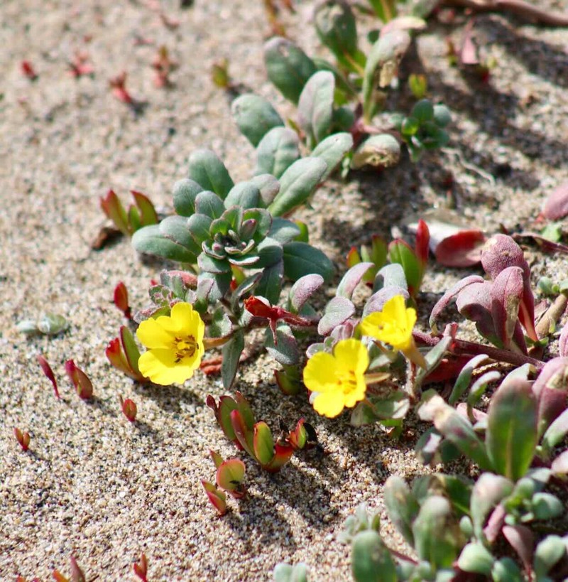 Camissoniopsis cheiranthifolia subsp. cheiranthifolia photo 4