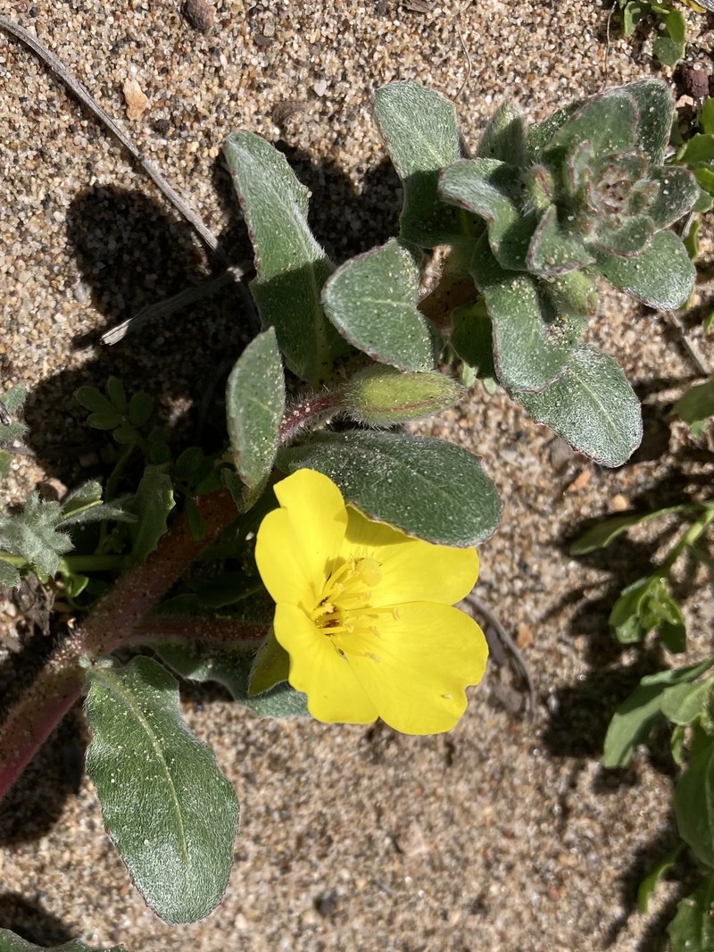 Camissoniopsis cheiranthifolia subsp. cheiranthifolia photo 5