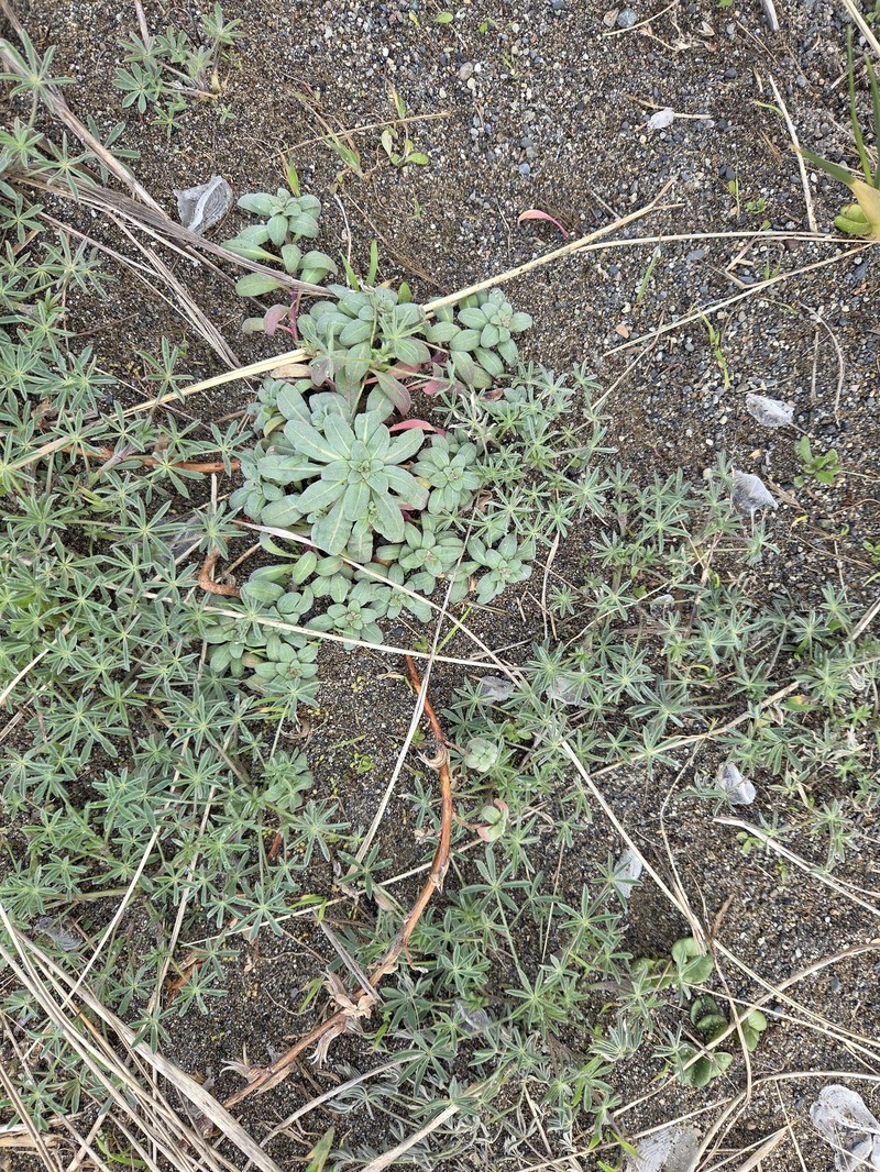 Camissoniopsis cheiranthifolia subsp. cheiranthifolia photo 6