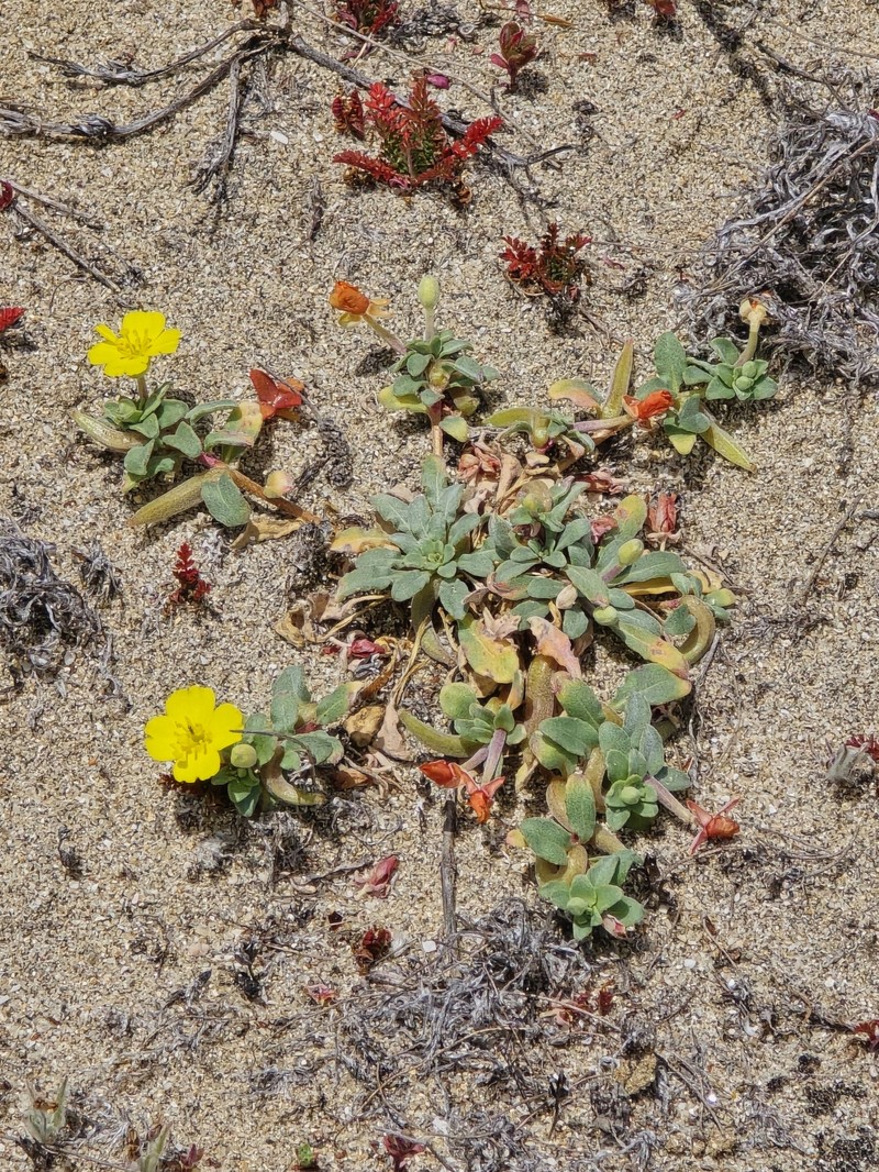 Camissoniopsis cheiranthifolia subsp. cheiranthifolia photo 7