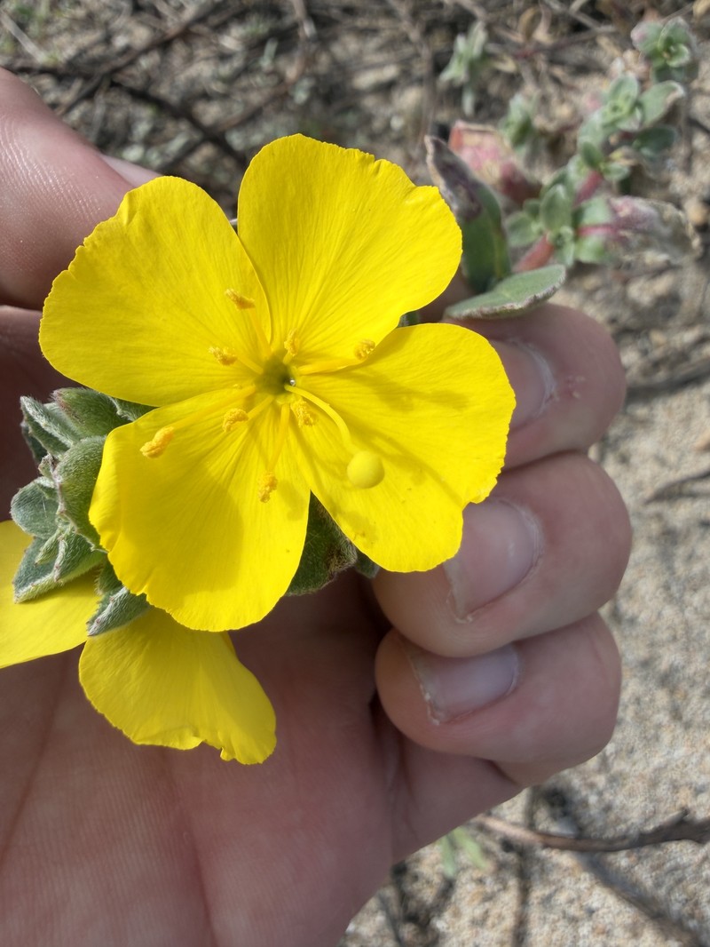Camissoniopsis cheiranthifolia subsp. suffruticosa