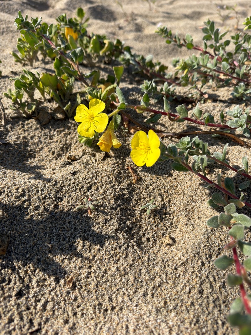 Camissoniopsis cheiranthifolia subsp. suffruticosa photo 2