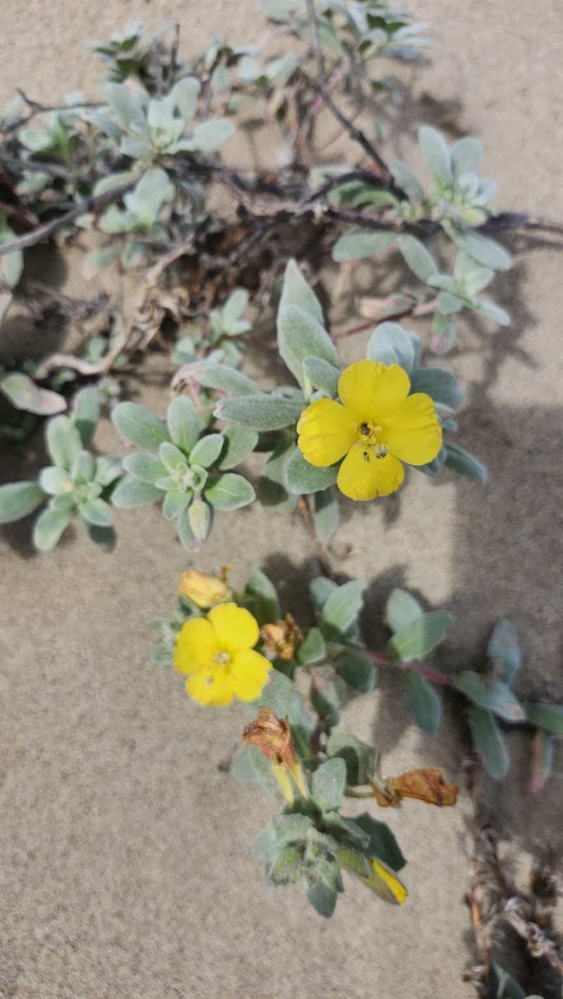 Camissoniopsis cheiranthifolia subsp. suffruticosa photo 3