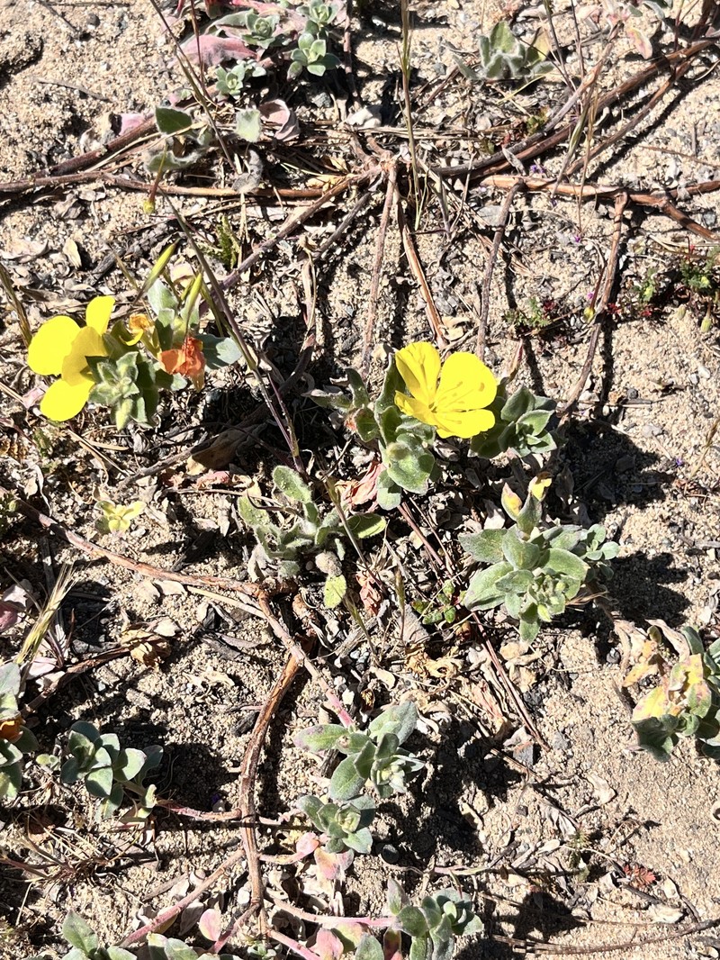 Camissoniopsis cheiranthifolia subsp. suffruticosa photo 4