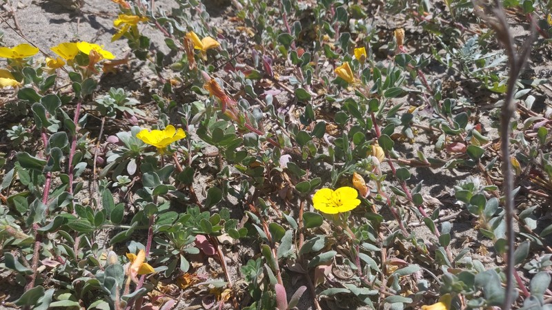 Camissoniopsis cheiranthifolia subsp. suffruticosa photo 5