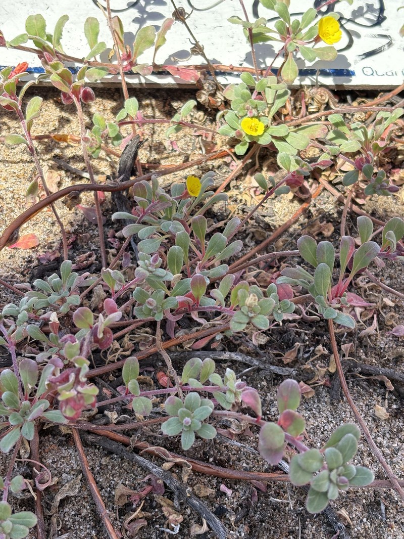 Camissoniopsis cheiranthifolia subsp. suffruticosa photo 6