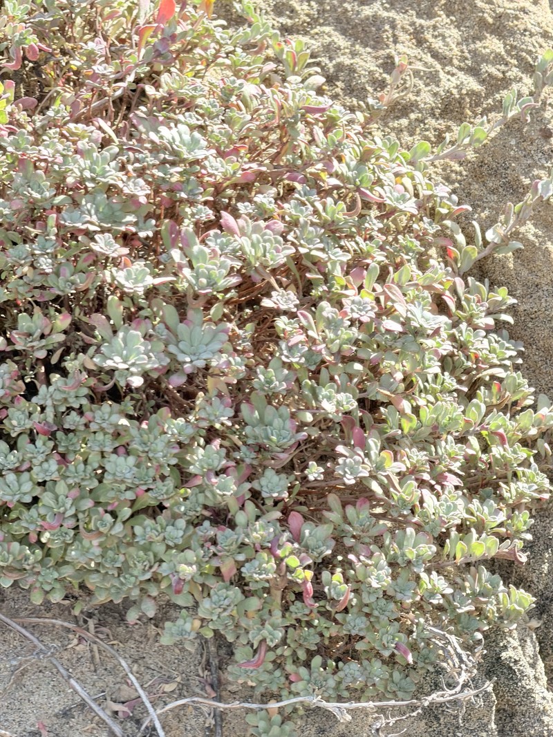 Camissoniopsis cheiranthifolia subsp. suffruticosa photo 7