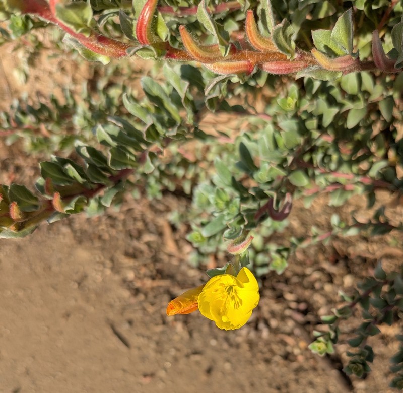 Camissoniopsis cheiranthifolia subsp. suffruticosa photo 8