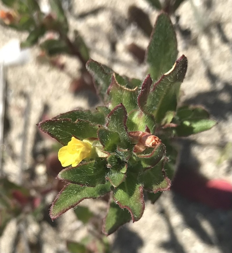 Guadalupe Suncup photo 2