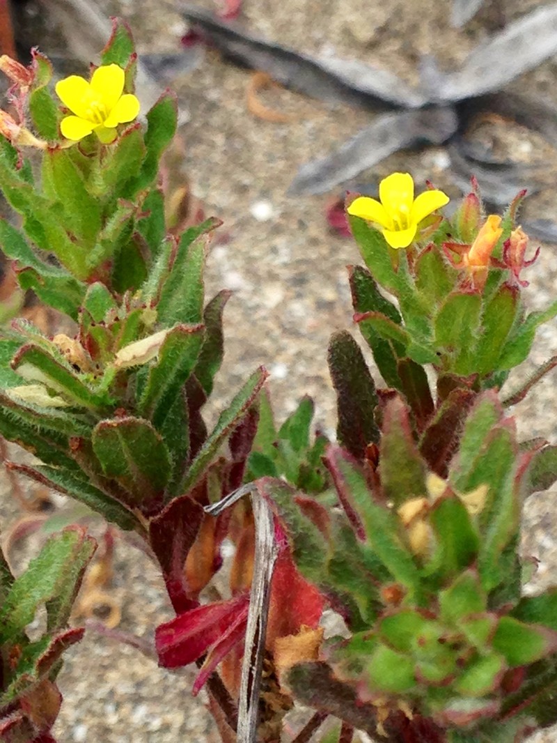 Guadalupe Suncup photo 5