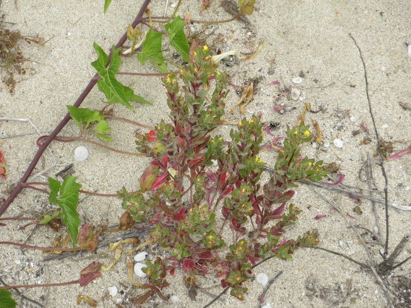 Guadalupe Suncup photo 6