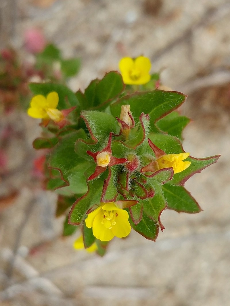 Guadalupe Suncup photo 7