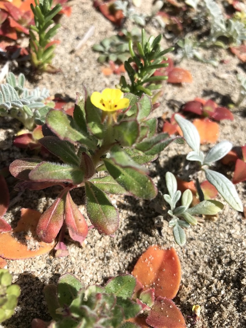 Guadalupe Suncup photo 8